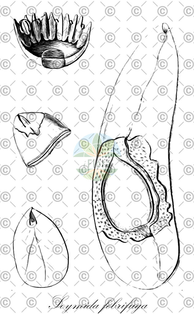 HistAbb_wfo-0001076261_1_ENZY_Simple | Historische Abbildung von Soymida febrifuga - Meliaceae | Historical Illustration of Soymida febrifuga - Meliaceae