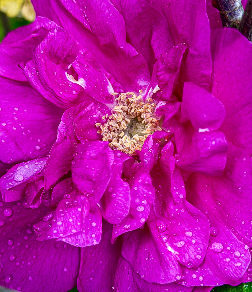 Rain-Kissed Peony | Artistic close-up of a rain-covered peony with rich magenta tones, delicate textures and glowing water droplets. - Realisiert mit Pictrs.com