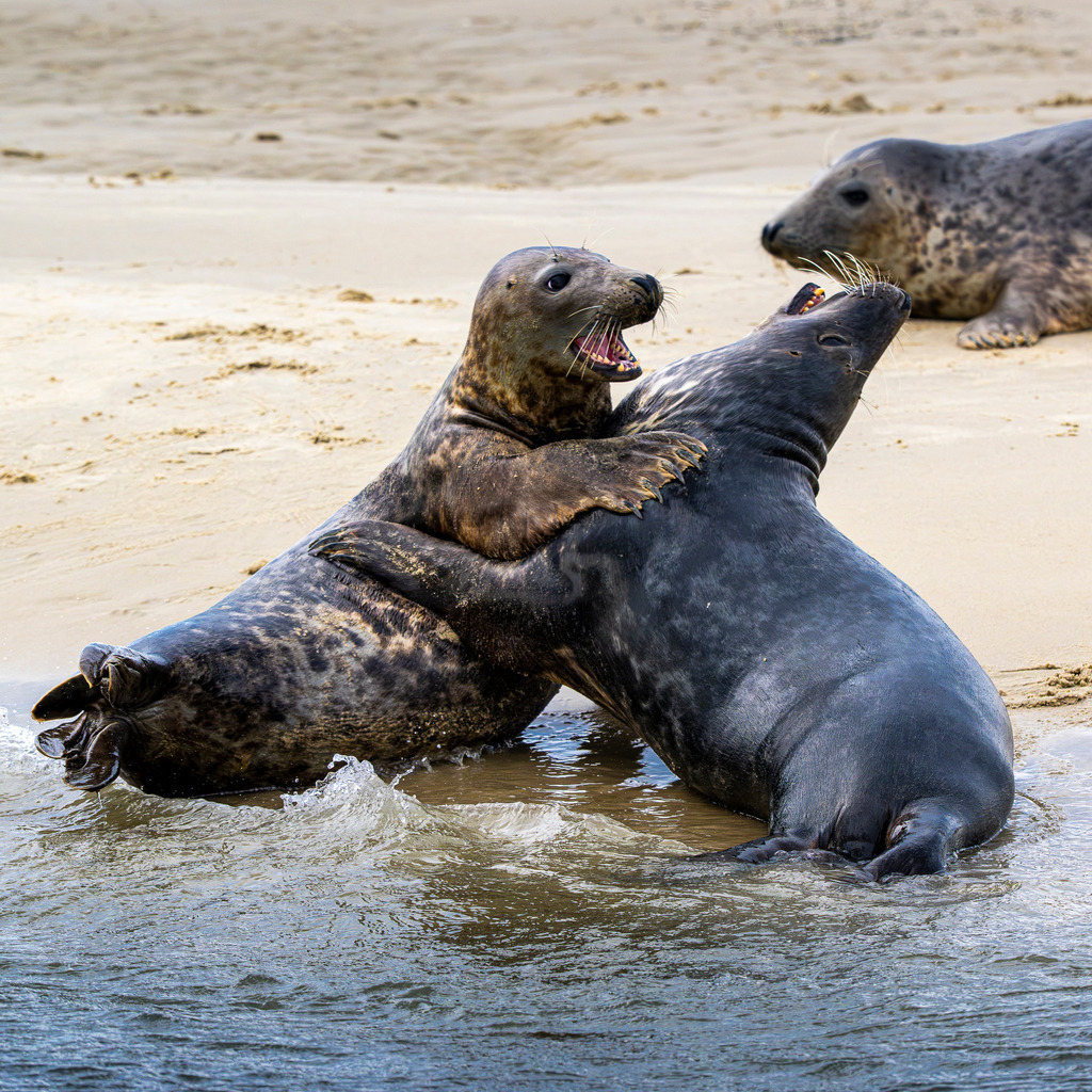 Kämpfende Kegelrobben am Strand von Texel: Dynamischer Rangkampf am Spülsaum im Wattenmeer | Zwei junge Kegelrobben tragen am feinsandigen Spülsaum einer Sandbank vor Texel einen dynamischen Rangkampf aus. Mit geöffnetem Maul und ineinander verhakten Flossen demonstrieren die Meeressäuger im Flachwasser ihr natürliches Sozial- und Spielverhalten, während eine weitere Robbe im Hintergrund ruht. Das spektakuläre Aktionsmotiv eignet sich hervorragend für redaktionelle Berichte über Wildtierverhalten, den Nationalpark Wattenmeer, Artenschutz, heimische Fauna sowie Naturfotografie in den Niederlanden. - Realisiert mit Pictrs.com