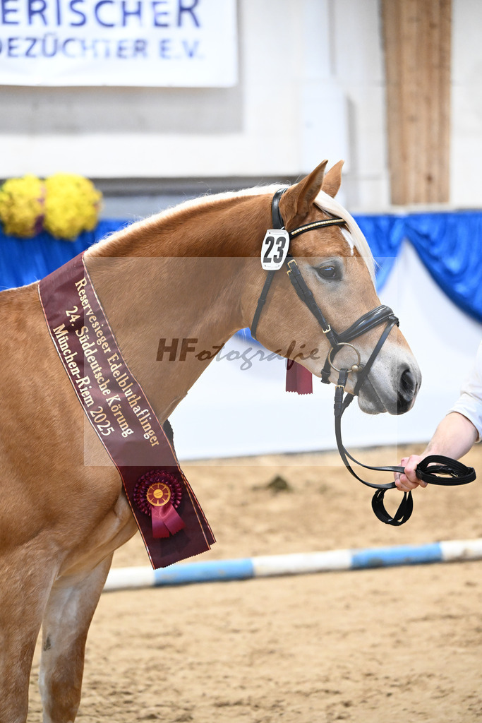 Kat-Nr. 23 Maverick v. Manu_Lechner_48251776 | hf-fotografie - Realisiert mit Pictrs.com