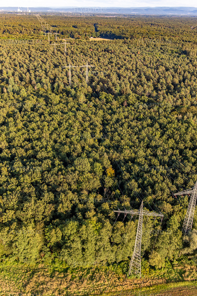 Luftbild: Zwei parallele Hochspannungsleitungen über dem Bienwald in Wörth am Rhein im Bundesland Rheinland-Pfalz in Deutschland. Foto: IMG_143280.jpg vom 25.08.2024 durch Werner Riehm/FLY-FOTO.de
