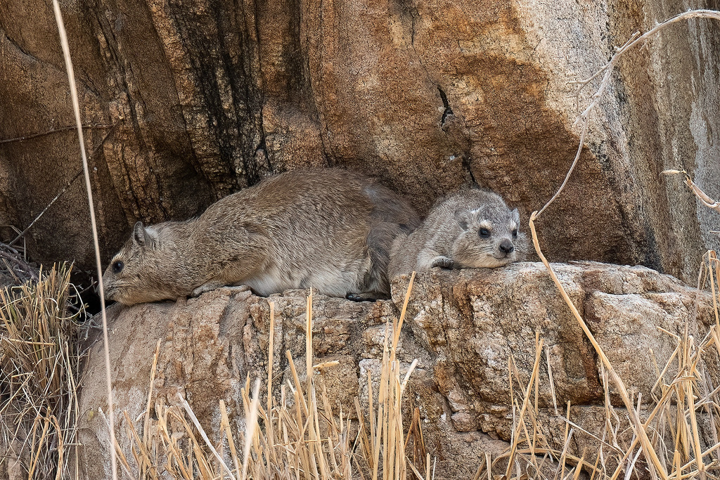 Tarangire Nationalpark - 26. September 2022 | Klippschliefer im Tarangire Nationalpark.
Bild: Sportfotografie Markus Aeschimann | www.markus-aeschimann.ch - Realisiert mit Pictrs.com