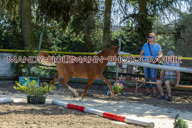 Reitponys-77 | mandyhollmannphotographie