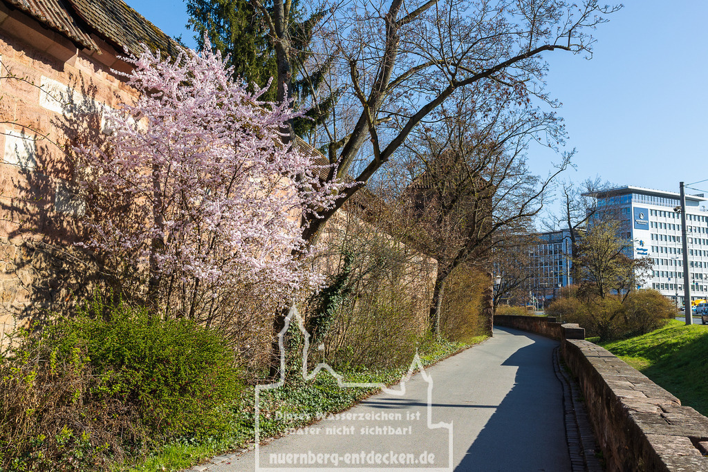 Frühlingsanfang in Nürnberg, 28.03.2025 | Blühender Strauch an der Stadtmauer auf Höhe des Laufertorgrabens. Die Szene zeigt einen Spazierweg entlang der historischen Mauer mit frischem Grün und ersten Blüten bei sonnigem Wetter. - Realisiert mit Pictrs.com