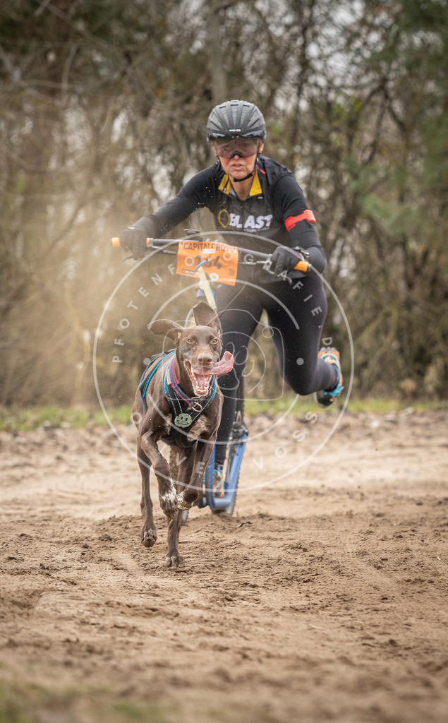 Pfotenfotografie_DV3A0136 | Hundefotografie, Tierfotograf, Pfotenfotografie, Fotoshooting Hund, Hunde Portrait, Hundesport, Hundeportraits, Heideshooting, Hunde, Sportfotograf, Hundefotograf, Turnierhundsport, THS,  - Realisiert mit Pictrs.com