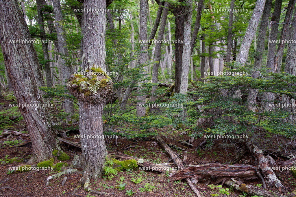 Tierra del Fuego NP 2 - ARG 2014 | west photography - Realisiert mit Pictrs.com