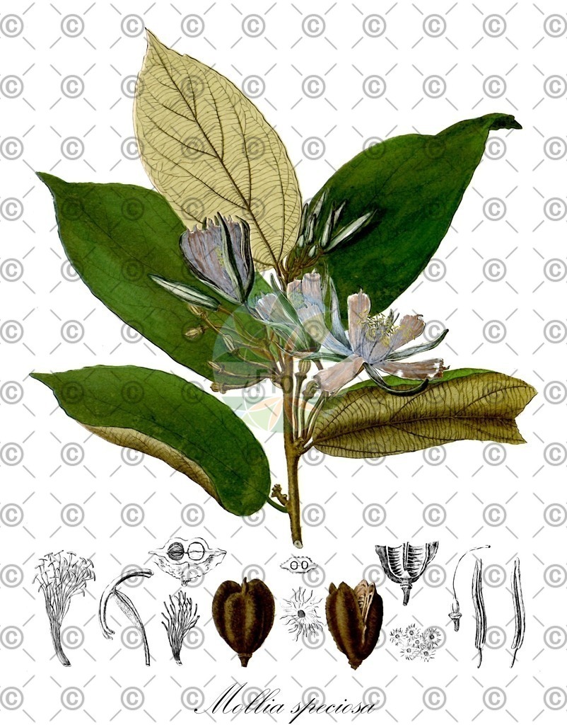 HistAbb_wfo-0000448003_1_ENZY_Simple | Historische Abbildung von Mollia speciosa - Malvaceae | Historical Illustration of Mollia speciosa - Malvaceae