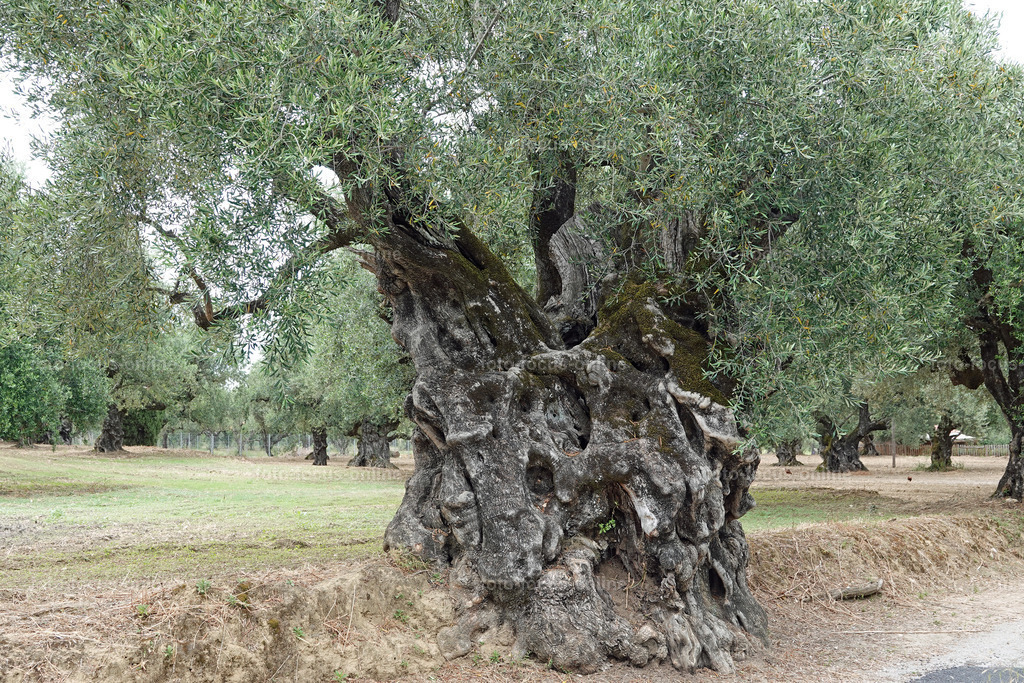 ugly trees | foto-focus-online