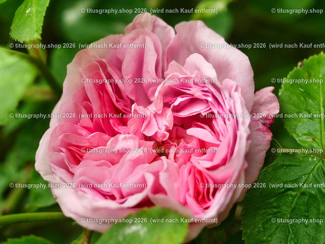 titusgraphy_P6080274-vz-ln | OLYMPUS DIGITAL CAMERA - Realisiert mit Pictrs.com