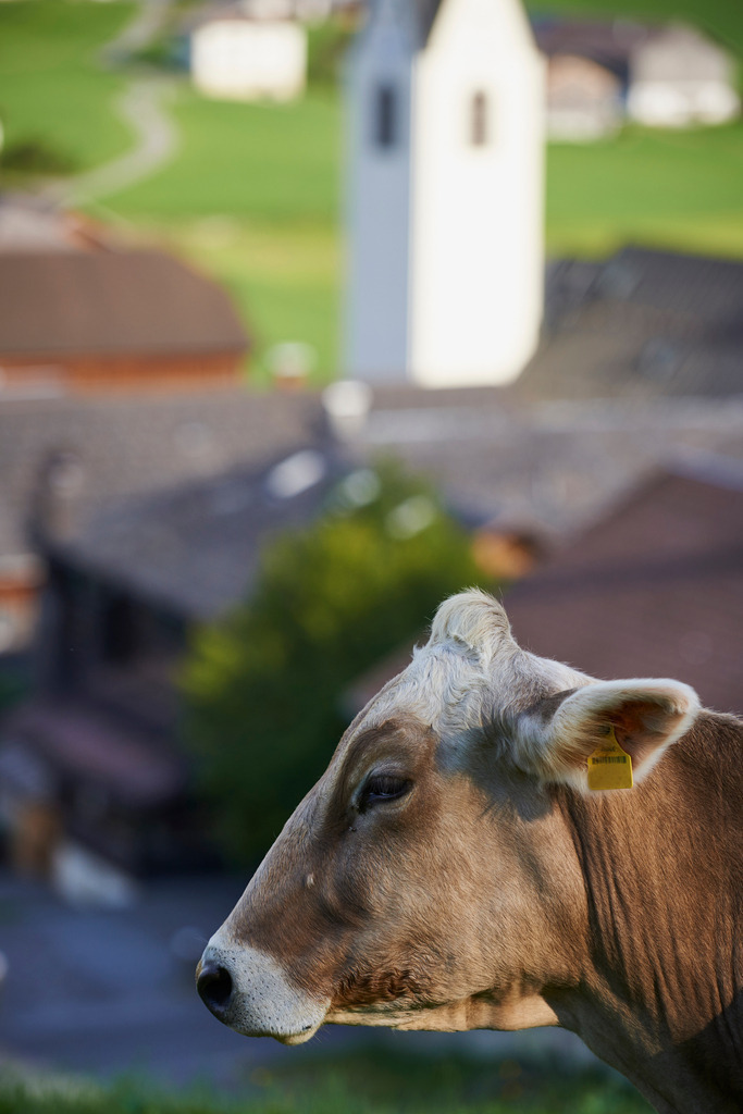 Dorfansicht mit Kirchturm und Kuh | Schwarzenberg, Austria - September 11, 2015: Dorfansicht mit Kirchturm und Kuh. - Realisiert mit Pictrs.com