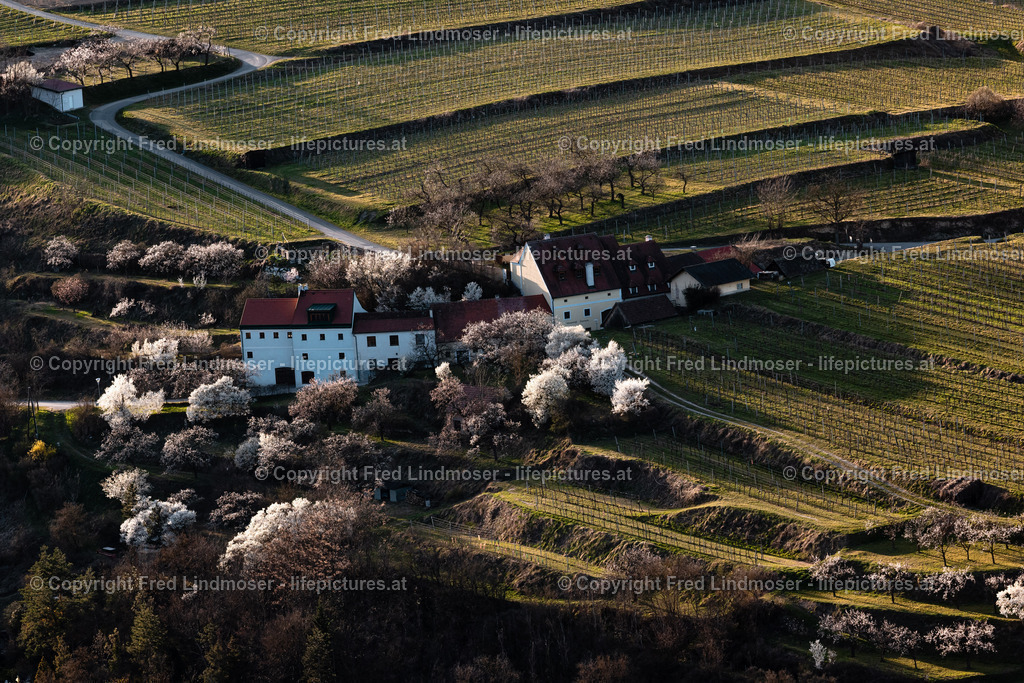 Wachau Marillenbluete 22032023-7560 | Fotos und Fotoprodukte - Realisiert mit Pictrs.com