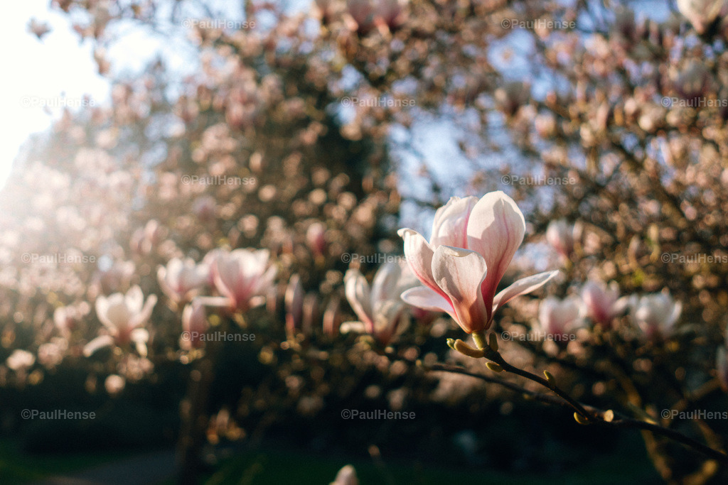 20220324_PaulHense_S0026_DSC03500 | paulhense - Realisiert mit Pictrs.com