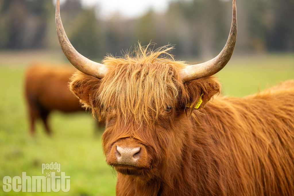 PS-Tiere-2026-40 | Entdecke die größte Bildgalerie der Region mit Fotografien aus dem Allgäu, der Bodenseeregion, Oberschwaben, dem Donautal und der Schwäbischen Alb. Landschaften, Luftaufnahmen und Reisefotografie als Wandbild und Fotokunst. - Realisiert mit Pictrs.com