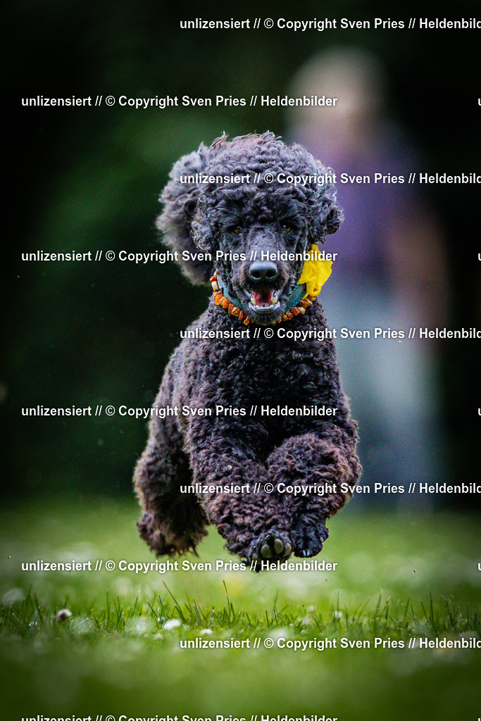 Sven Pries | 2025-05-29 - Pudelrennen KA-Durlach - Realisiert mit Pictrs.com