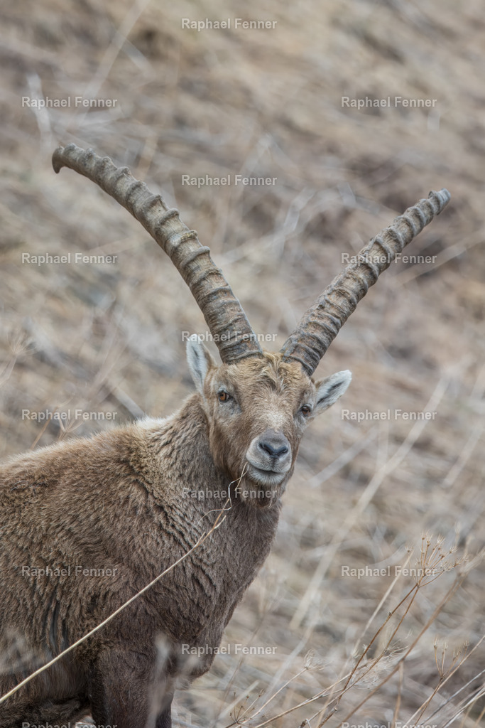 Majestätischer Steinbock im Engadin | Ein stolzer Steinbock blickt direkt in die Kamera – aufgenommen in der wilden Bergwelt des Engadins. Dieses kraftvolle Porträt bringt alpine Stärke und Ruhe an jede Wand.