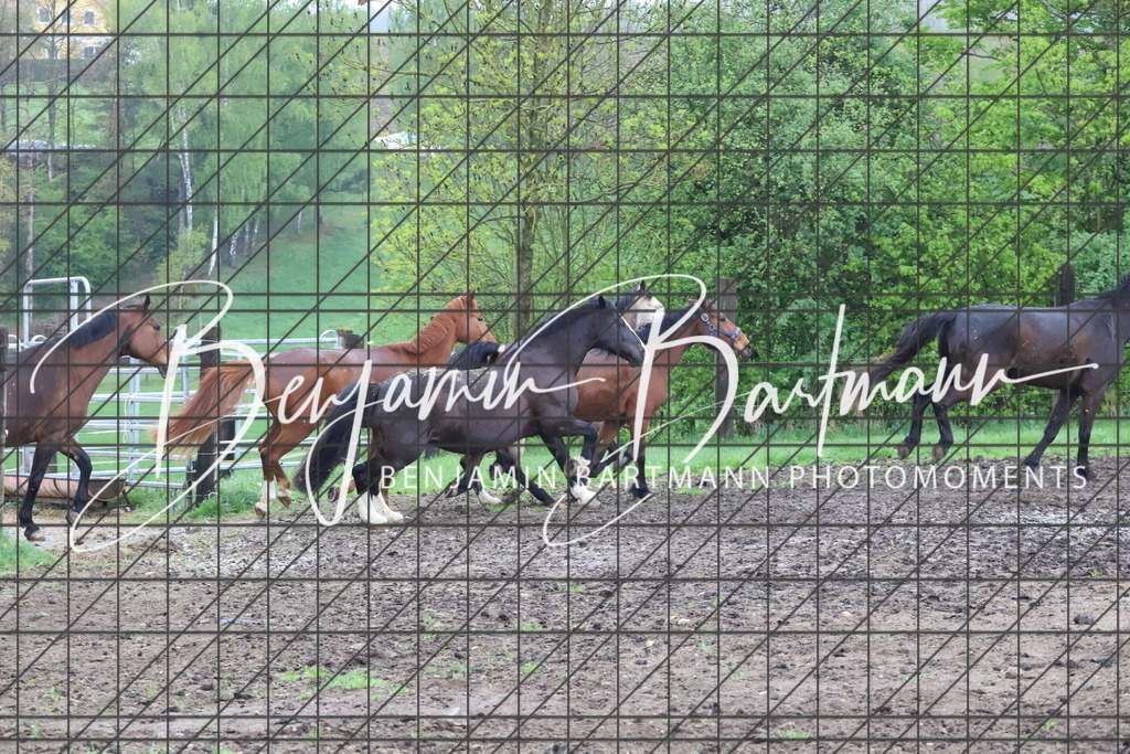 IMG_4265 | Benjamin Bartmann Photomoments