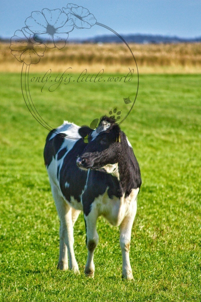 IMG_9555-02 | only.this.little.world - Realisiert mit Pictrs.com