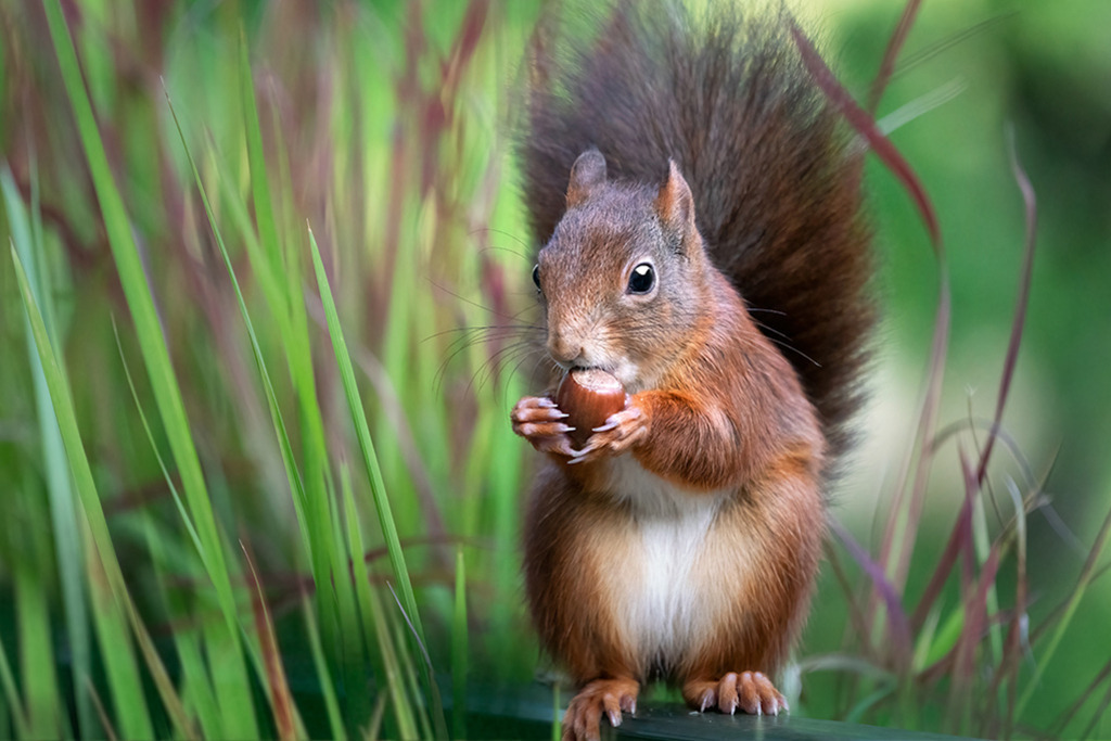 Eichhörnchen (red squirrel) | Deutschland | WILD﻿﻿LIFE · NATURE | just﻿love · justSOMEWHERE · just poster | ﻿POSTER | LEINWAND | FINEART | HOLZDRUCK | FOREX-FOTODRUCK | ALU-DIBOND | ACRYLGLAS | WILD'N FREE | germany | the netherlands | kenya | vietnam | egypt | wildtiere | eichhörnchen - Realisiert mit Pictrs.com