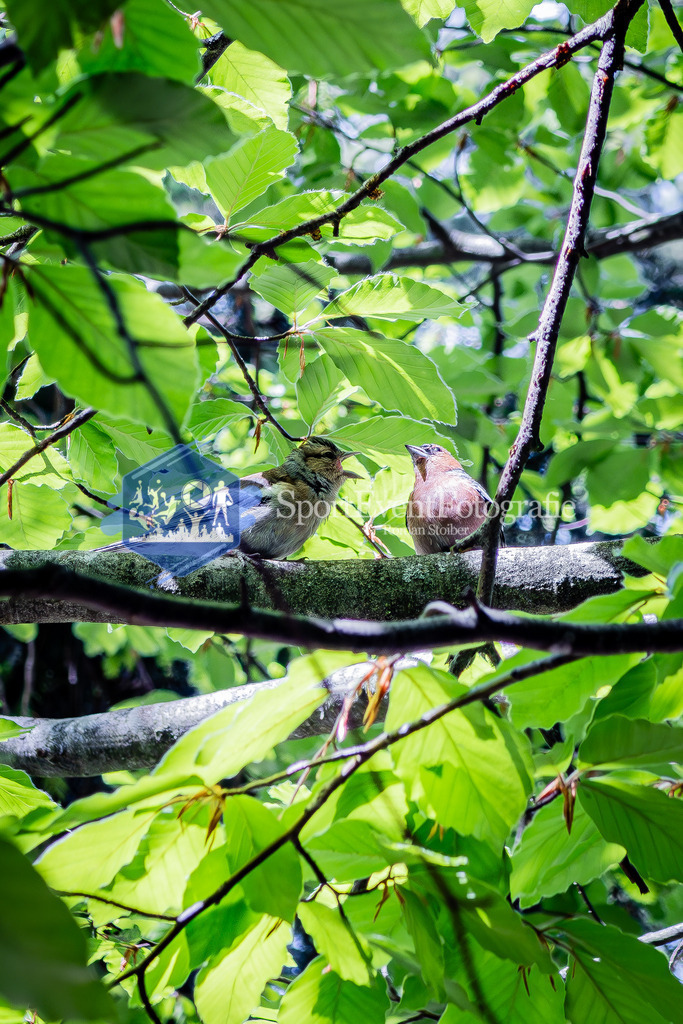 IMG_0631 | SportEventFotografie - Roman Stoiber