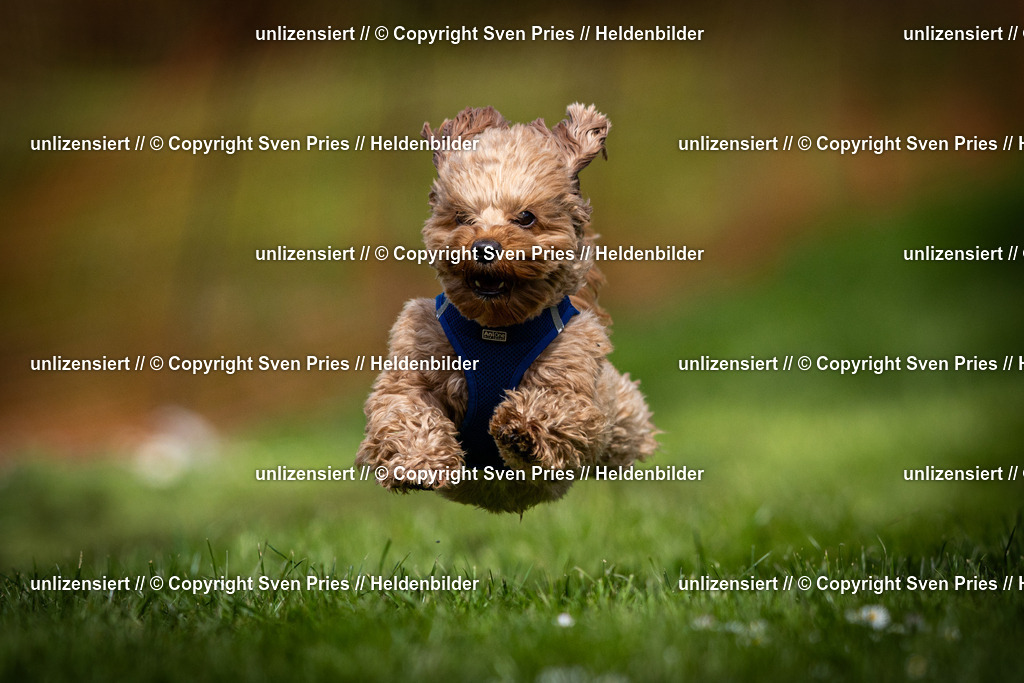 Sven Pries | 2025-04-13 - Hunderennen Baden-Baden - Realisiert mit Pictrs.com