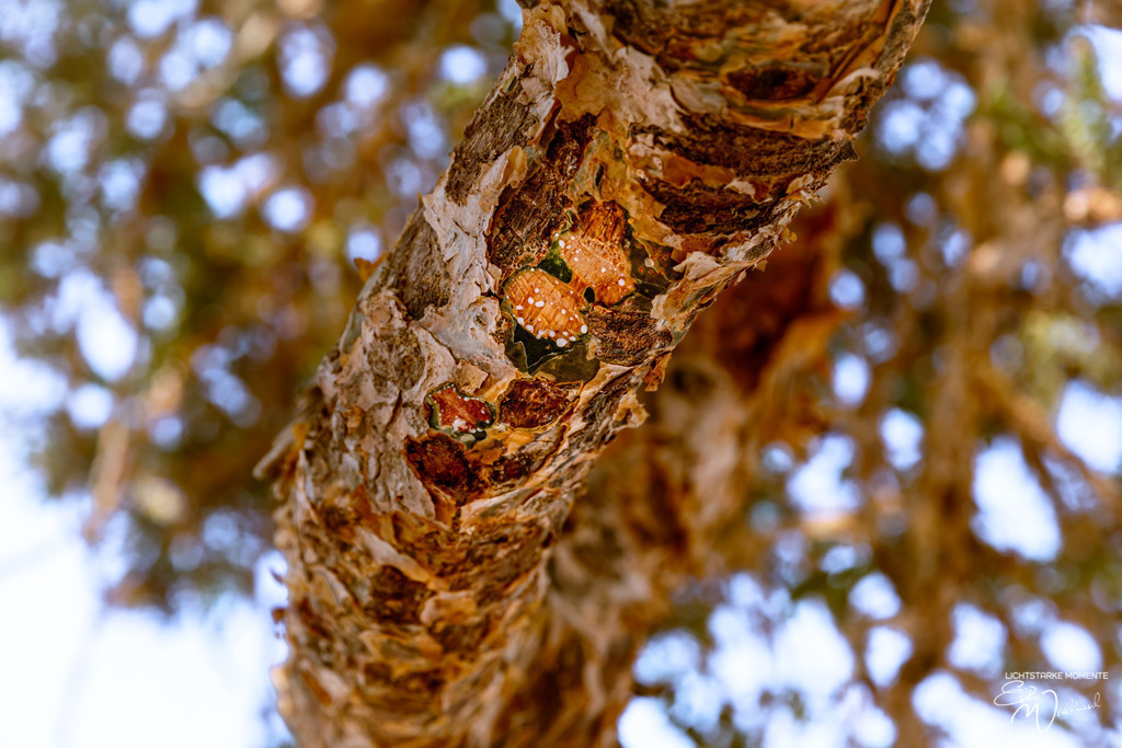 irgendwo zwischen Quriyat und Sur | Herzlich willkommen auf meiner Seite! Ich bin Elke Wallnisch, Deine Fotografin für lichtstarke Momente. Der Name steht für alles, was mich mit der Fotografie verbindet: Das Licht und seine machtvolle Wirkung auf eine Situation oder unsere Stimmung - Realisiert mit Pictrs.com