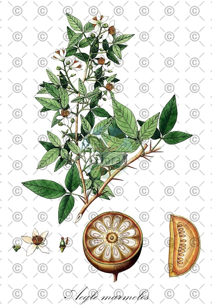 HistAbb_wfo-0000521533_1_ENZY_Simple | Historische Abbildung von Aegle marmelos - Rutaceae | Historical Illustration of Aegle marmelos - Rutaceae