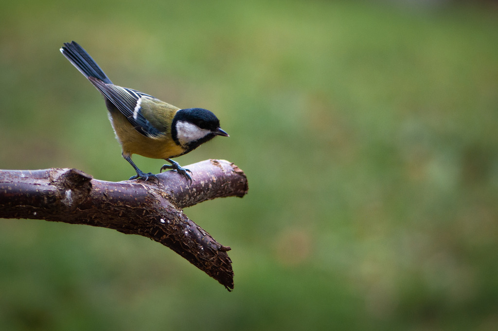 DSC_4467 | kaefersammler_roy - Realisiert mit Pictrs.com