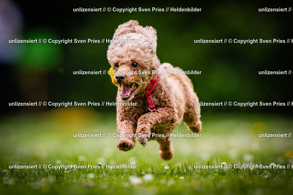 Sven Pries | 2025-05-29 - Pudelrennen KA-Durlach - Realisiert mit Pictrs.com