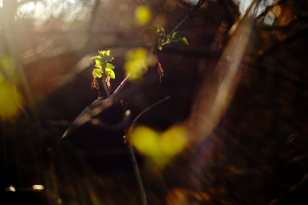 Gegenlicht im Frühling | Enzersfeld, Austria - March 17, 2019: Gegenlicht im Frühling. - Realisiert mit Pictrs.com