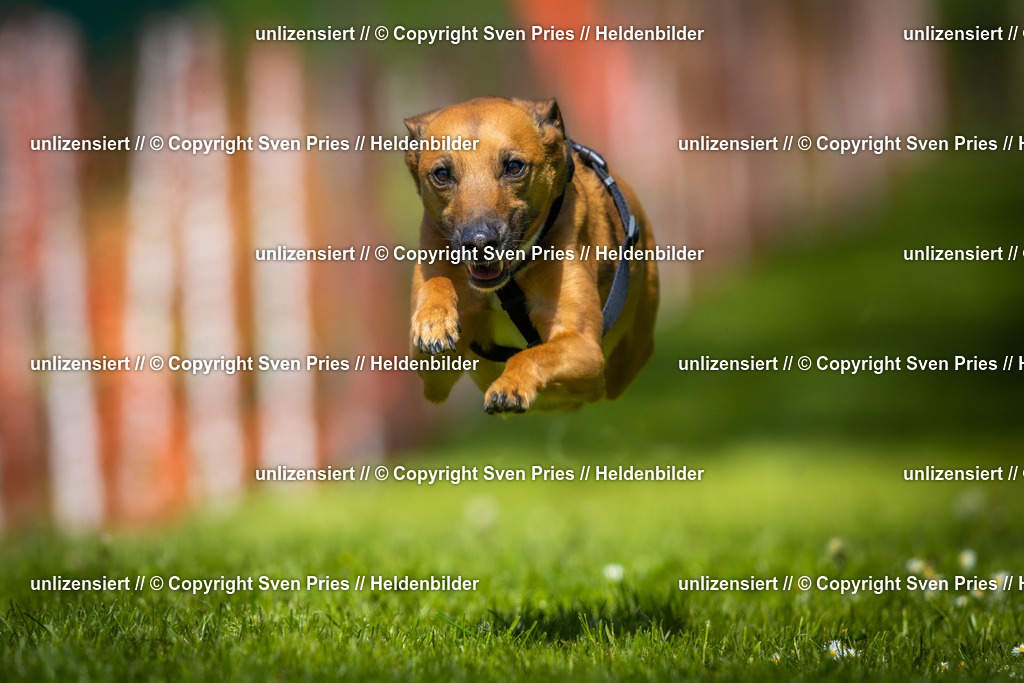 Hunderennen_April_2026_421 | 2026-04-26 - Hunderennen Baden-Oos April 2026 - Realisiert mit Pictrs.com