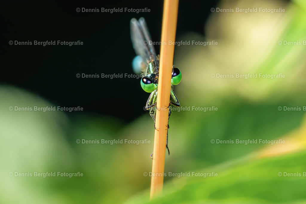 Libelle 2 | Entdecken Sie Natur, Makro und Tierfotografie von Dennis Bergfeld.Besondere Momente und Details der Natur, hochwertig als Foto und Wandbild erhältlich. - Realisiert mit Pictrs.com