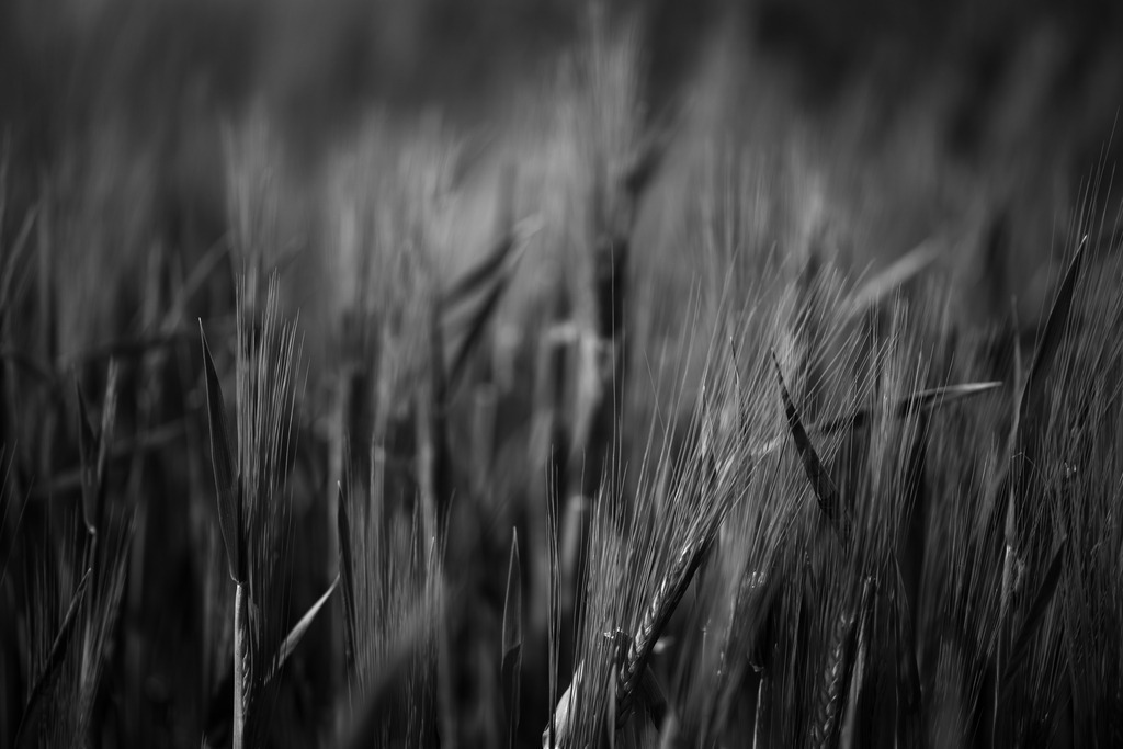 Gerste | Makroaufnahme mit Nikon ZF, AF-S Micro Nikkor 105mm f2.8