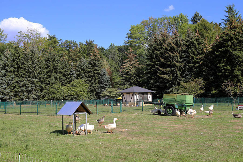 Foto: Leipzig - Haustierfarm im Wildpark Leipzig | Das Team hinter BILDLEXIKON LEIPZIG bündelt historische wie aktuelle Informationen über die Stadt Leipzig in Text und Bild auf einer Plattform und stellt diese der interessierten Öffentlichkeit zur Verfügung.