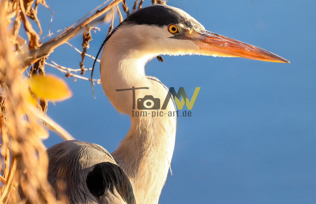 Graureiher im Portrait am Max Eyth See in Stuttgart-Sonnenaufgang  | Hochauflösende und hochwertige Bilder und Fotos.Kommerzielle oder private Nutzung ✔ Bilder downloaden✔ Acryl ✔ Leinwand ✔ Poster ✔
 - Realisiert mit Pictrs.com