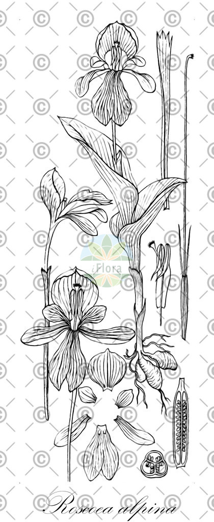 HistAbb_wfo-0000298042_1_ENZY_Simple | Historische Abbildung von Roscoea alpina - Zingiberaceae | Historical Illustration of Roscoea alpina - Zingiberaceae