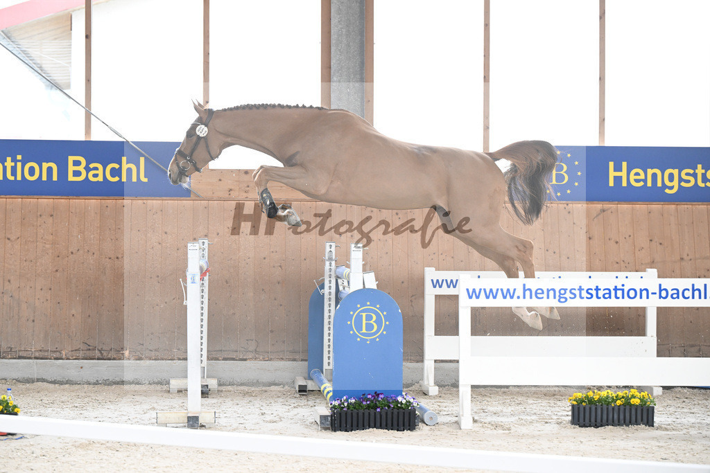 Kat-Nr. 52 Amir VT Z v. Aganix du Seigneur_Neukirch_5250493 | hf-fotografie - Realisiert mit Pictrs.com