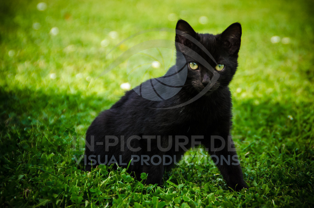 _DSC0534 | in-picture - Realisiert mit Pictrs.com