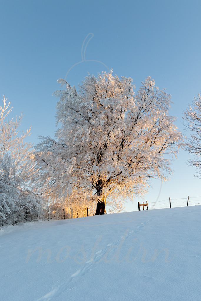 Winter am Hochkogelberg | Ihre Fotografin im Lungau, ihre Fotografin im Mostviertel, Wandbilder Onlineshop, Imagefotos für Ihr Unternehmen,  - Realisiert mit Pictrs.com