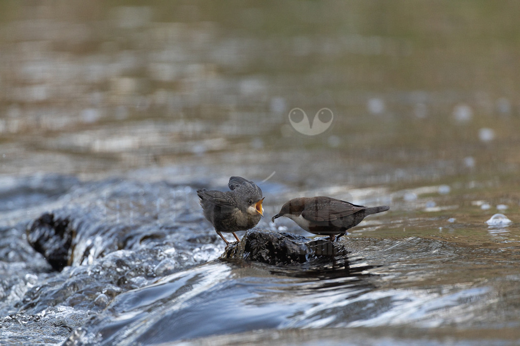 R5M25447_20260420 | Der Bildershop von www.natur-focus.de bietet ihnen den einfachen Kauf von Bildmaterial per Download aus allen Bereichen der Natur. In den Galerien finden sie Landschaftsfotos, Tierbilder und natürlich auf Pflanzenfotos. - Realisiert mit Pictrs.com