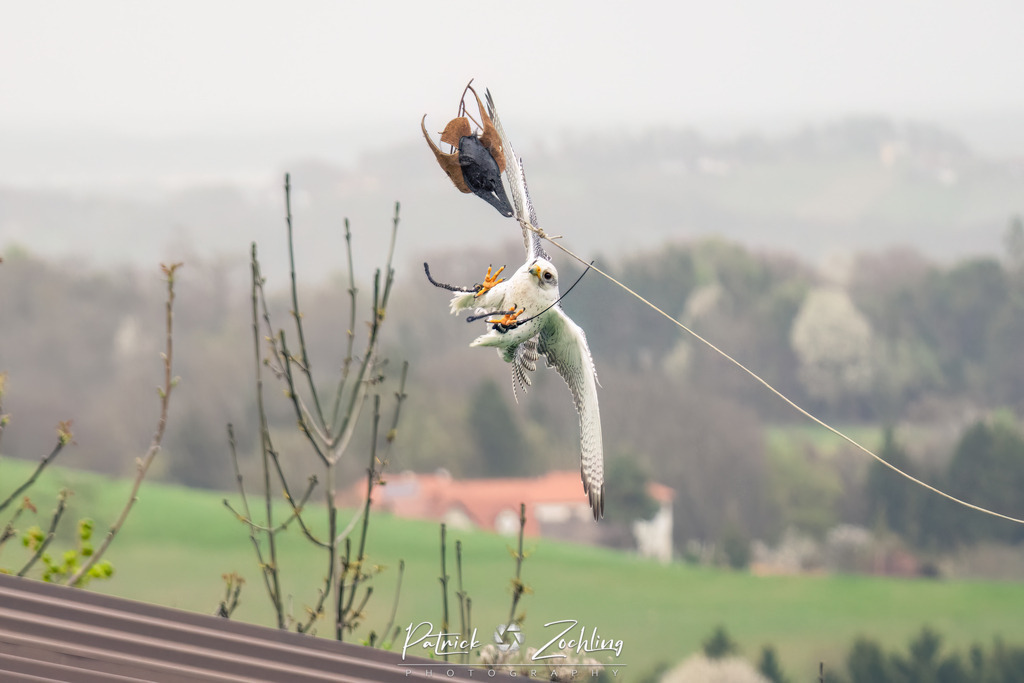Greifvogl-Zöchling (4 von 23) | Mein Name ist Patrick Zöchling. Auf dieser Website siehst Du meine Projekte als Fotograf und kannst Dir Deine Fotos in Galerien ansehen und herunterladen. Über einen Webshop kannst Du Bilder ausarbeiten, auf T-Shirt drucken usw. - Realisiert mit Pictrs.com