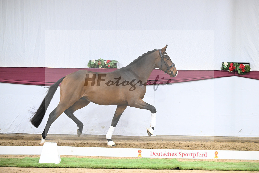 Kat-Nr. 136 Va Bene x Topas_Dr. Dieter Schuele_47254689 | hf-fotografie - Realisiert mit Pictrs.com