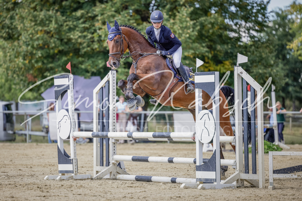 20250906-_3LI6233 | Tierfotografie Pferde, Hunde, Katzen, Haustiere.
Turnierfotografie Reitturniere, Reiten, Springreiten, Dressur in Hanau, dem Main-Kinzig-Kreis und dem Rhein-Main- Gebiet um Frankfurt