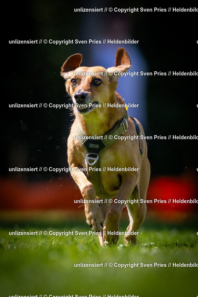 Sven Pries | 2025-08-10 - Hunderennen Durlach - Realisiert mit Pictrs.com