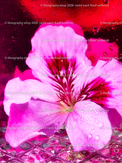 P7127691-2a | Fotokunstarbeit aus der INSTAGRAM-Gallerie auf titusgraphy.eu - Realisiert mit Pictrs.com