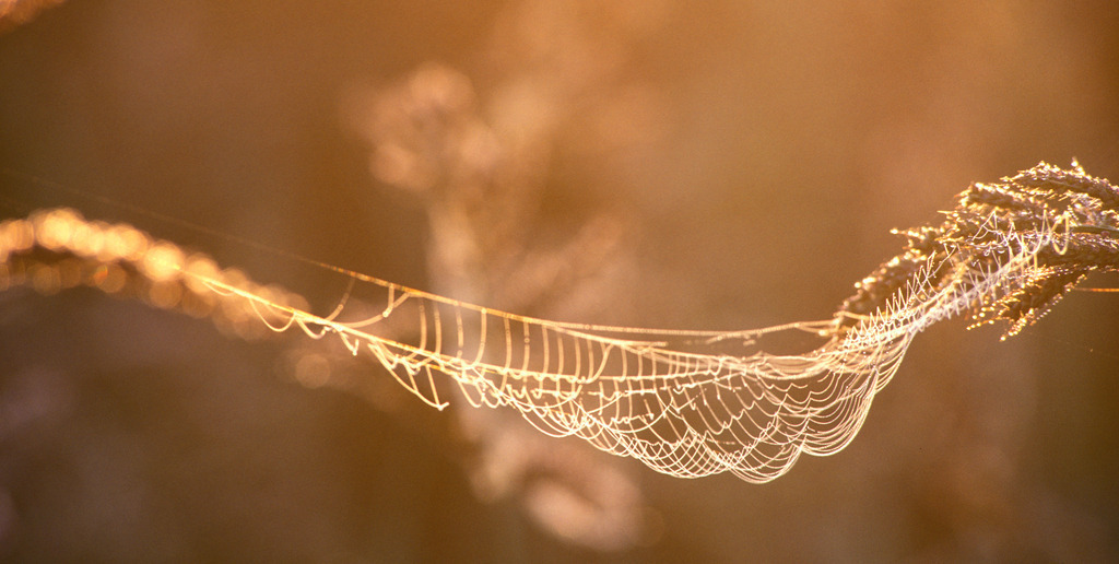 Spinnennetz im Gegenlicht | Austria - 2010: Spinnennetz im Gegenlicht. - Realisiert mit Pictrs.com
