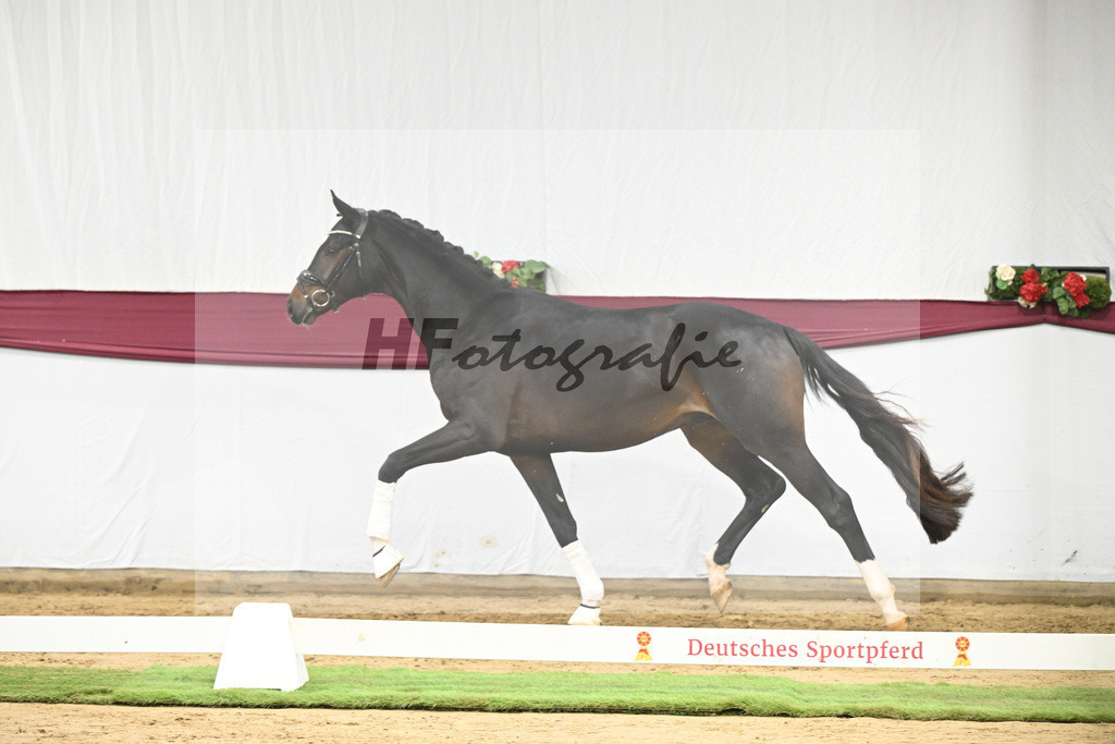 Kat-Nr. 105 Floricello x Sir Donnerhall_Frieder Heilemann_47253541 | hf-fotografie - Realisiert mit Pictrs.com