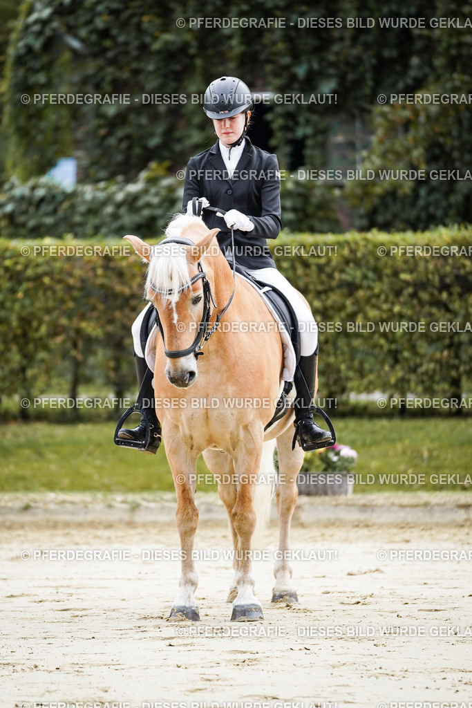 DSC04939 | Pferdegrafie