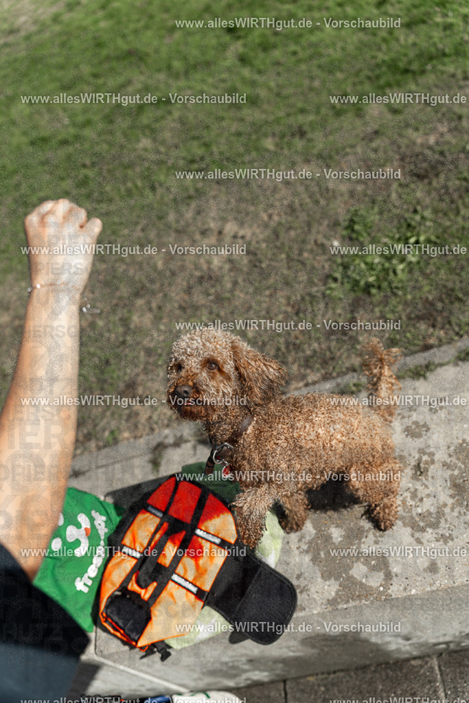 Hundeschwimmen_Volksbad_2026-allesWIRTHgut_Tierfotografie-2609061539-7R501671 | Professionelle Tierfotografie in Mönchengladbach von Daniel Wirth (allesWIRTHgut). Liebevolle & natürliche Bilder von Hunden & Katzen für unvergessliche Erinnerungen.