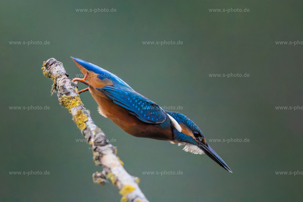 Eisvogel | ..auf dem Absprung - Realisiert mit Pictrs.com