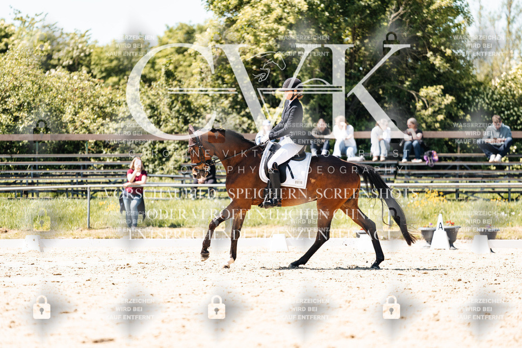 CK905794 | Turnierfotografie Pferdefotografie Trier Rheinland-Pfalz Pferdesport Reitsport Tierfotografie Sportfotografie Pferdevideo Pferdevideografie Equestrianvideography equestrianphotography  - Realisiert mit Pictrs.com